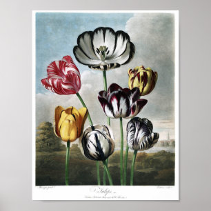Vintage Botanical Illustration Poster