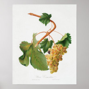 Vintage Botanical Illustration Poster