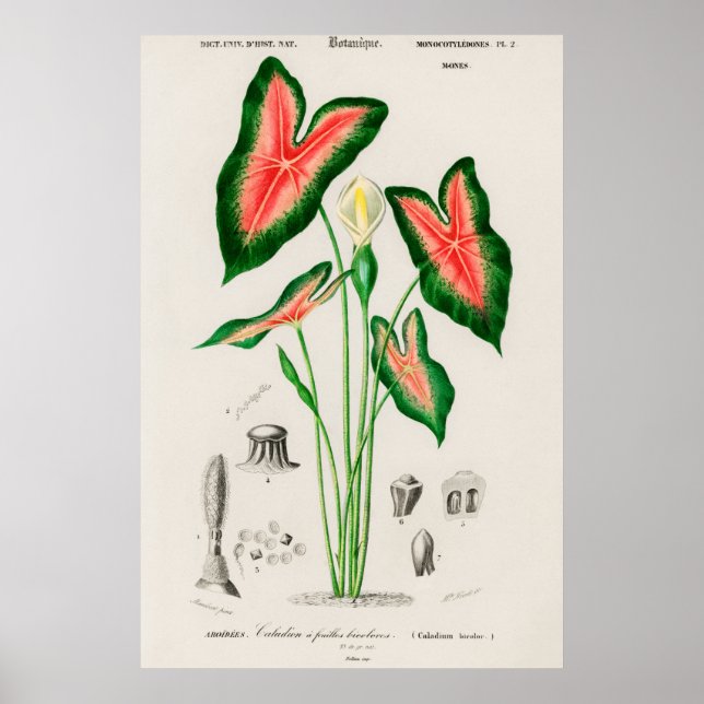 Vintage Botanical Illustration Poster (Front)