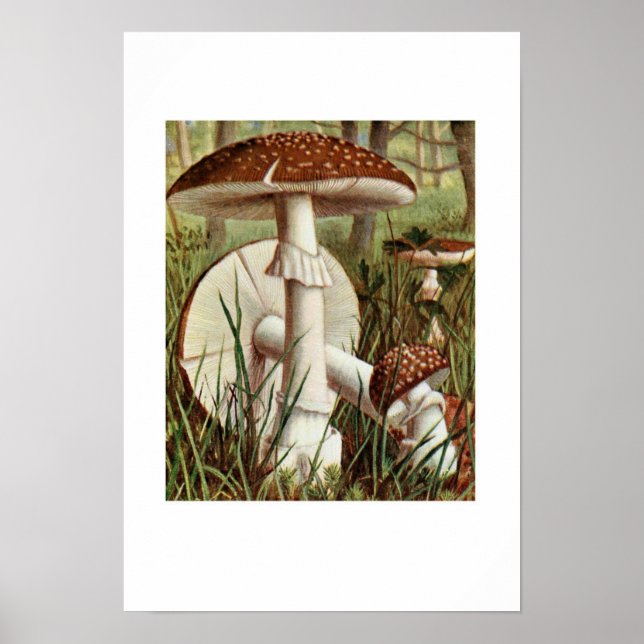 Vintage Botanical Illustration Poster (Front)