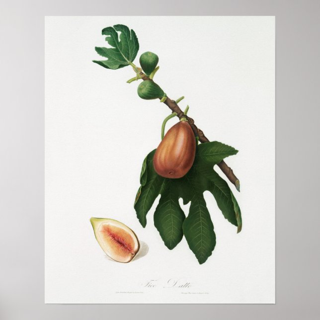Vintage Botanical Illustration Poster (Front)