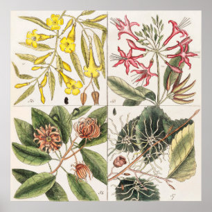 Vintage Botanical Illustration Poster