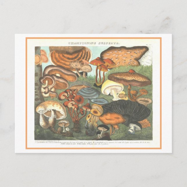 Vintage Botanical Illustration "Suspect Mushrooms" Postcard (Front)