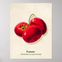 Vintage Botanical Illustration, Tomatoes