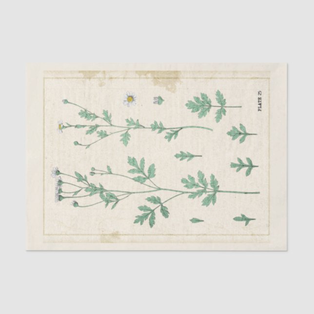 Vintage Botanical Illustration White Wildflower  Tissue Paper (Front)