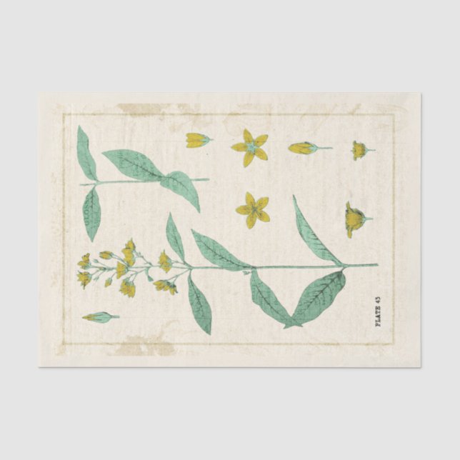 Vintage Botanical Illustration Yellow Wildflower Tissue Paper (Front)