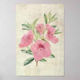 Vintage Botanical Kinghorn's Azalea Poster