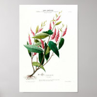 Vintage Botanical Le Carlatine Flore D Amerique