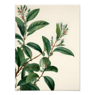 Vintage Botanical Leaves Photo Print