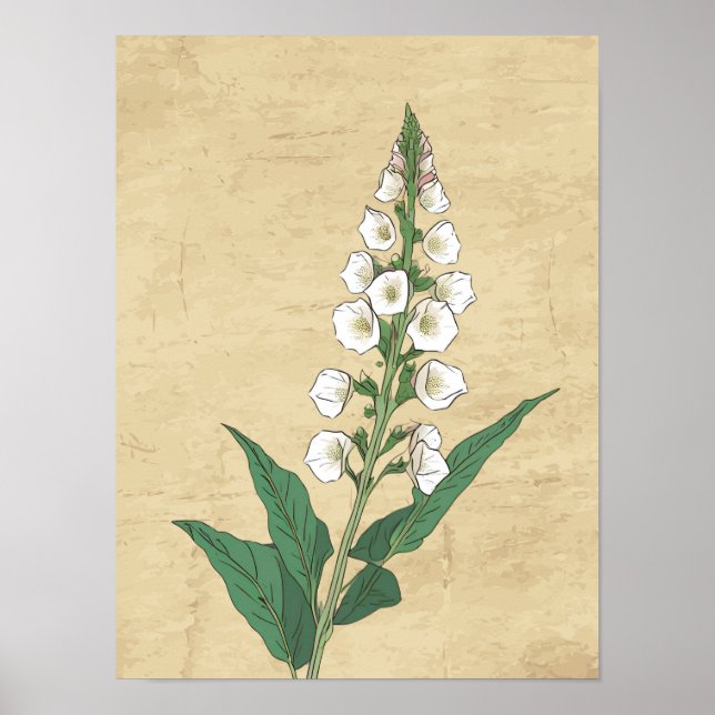 Vintage botanical line drawing  wall art poster (Front)