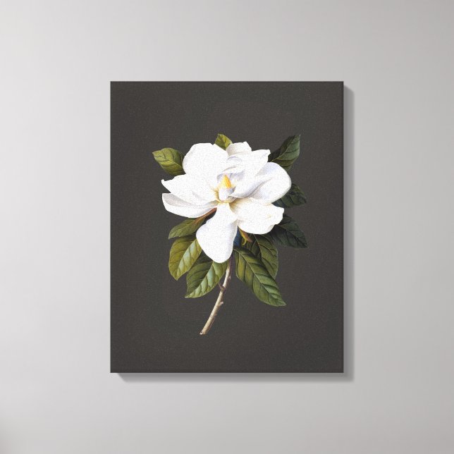 Vintage Botanical Magnolia Grandiflora Canvas Print (Front)