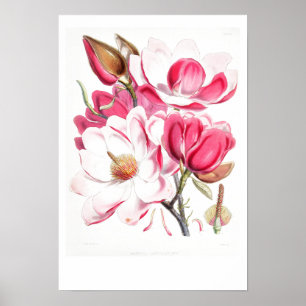 VINTAGE BOTANICAL "MAGNOLIA" POSTER BY W.H. FITCH