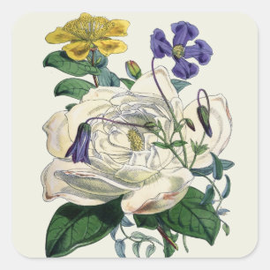 Vintage Botanical Magnolia Print - Sticker