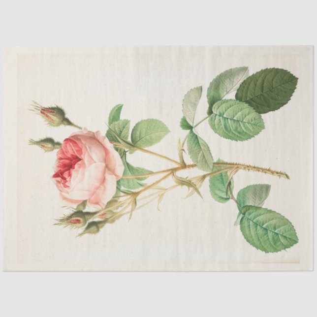 Vintage Botanical Modern Popular Floral Tissue Paper (Front)
