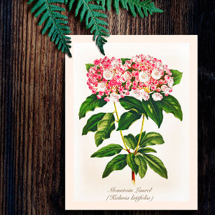 Vintage Botanical Mountain Laurel Flower  Postcard