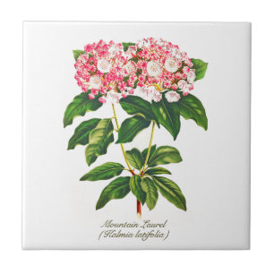 Vintage Botanical Mountain Laurel Flower Tile