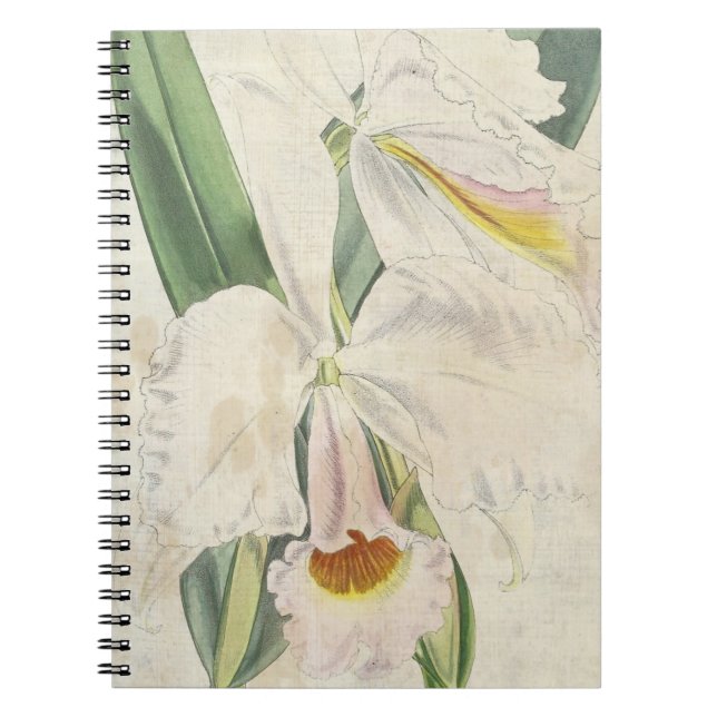 Vintage Botanical Orange-Blotched Cattleya Notebook (Front)