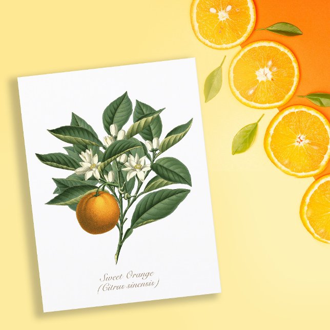 Vintage Botanical Orange Fruit Blossom Leaves Postcard (Creator Uploaded)