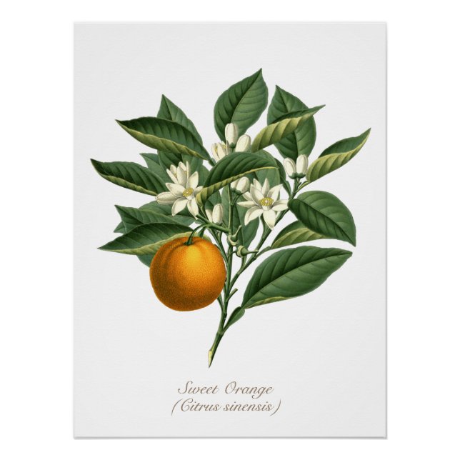 Vintage Botanical Orange Fruit Blossom Leaves Poster (Front)