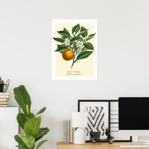 Vintage Botanical Orange Fruit Blossom Leaves  Poster