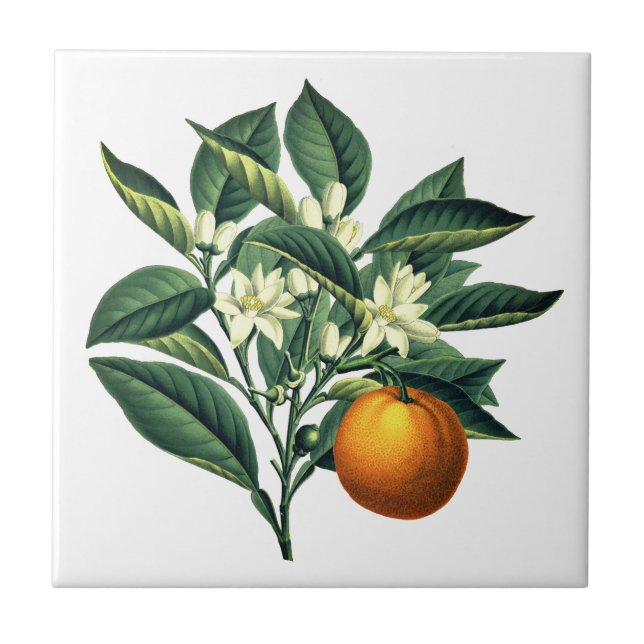 Vintage Botanical Orange Fruit Blossom Tile (Front)