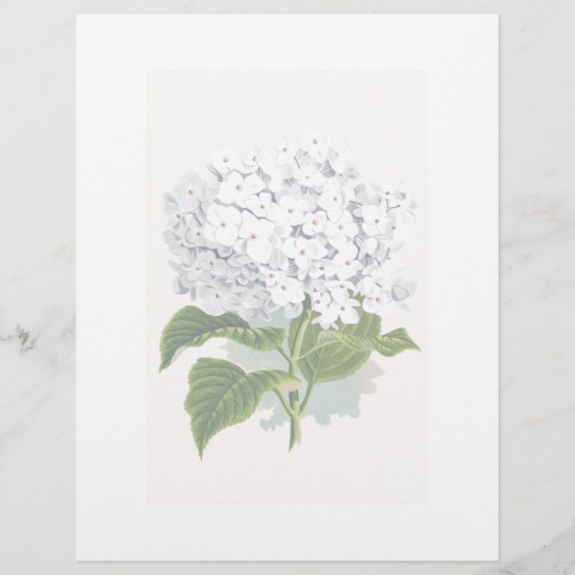 Vintage Botanical Page - White Hydrangea (Front)