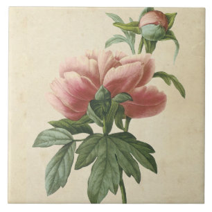 Vintage Botanical Peony Tile