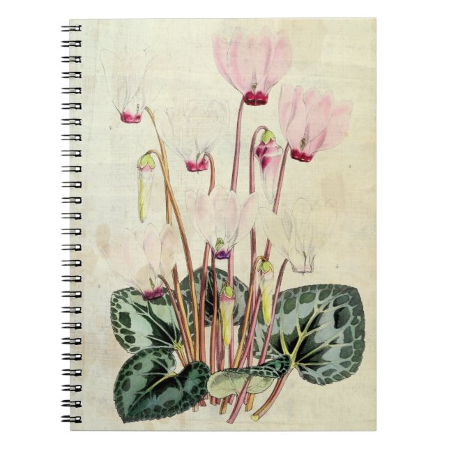 Vintage Botanical Persian Cyclamen Notebook (Front)