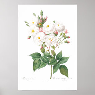 VINTAGE BOTANICAL PINK ROSE ILLUSTRATION  POSTER