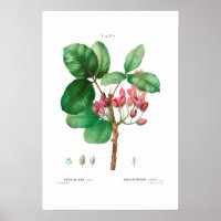 VINTAGE BOTANICAL "PISTACHIO" REDOUTÉ