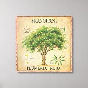 Vintage Botanical Plumeria Tree Art Deco Canvas Print