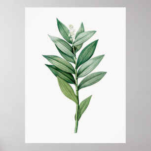 VINTAGE BOTANICAL POSTER