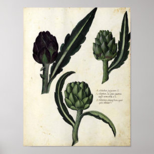 Vintage Botanical Poster - Artichoke