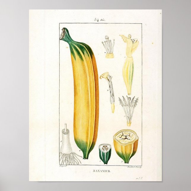 Vintage Botanical Poster - Banana Fruit (Front)