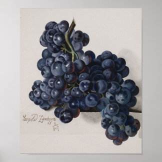 Vintage Botanical Poster Beautiful Concord Grapes