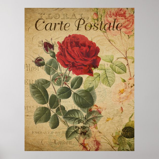 Vintage Botanical Poster - French Postcard Rose (Front)