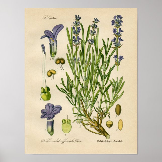 Vintage Botanical Poster - Lavender (Front)