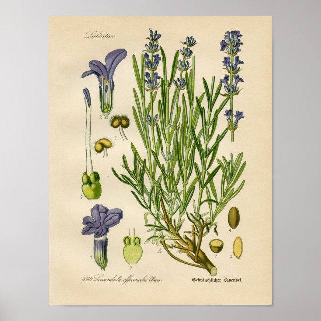 Vintage Botanical Poster - Lavender (Front)