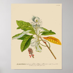 Vintage Botanical Poster - Magnolia Flower