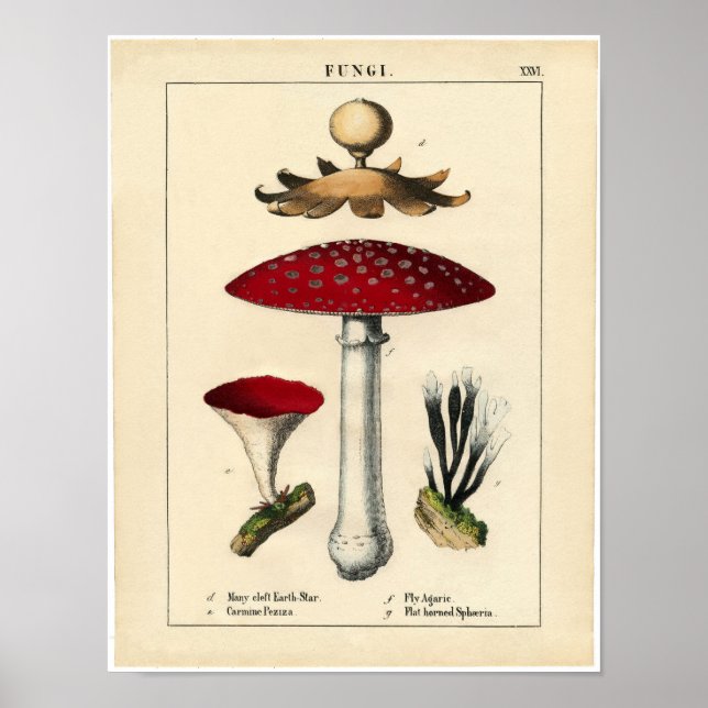Vintage Botanical Poster - Mushroom and Fungi (Front)