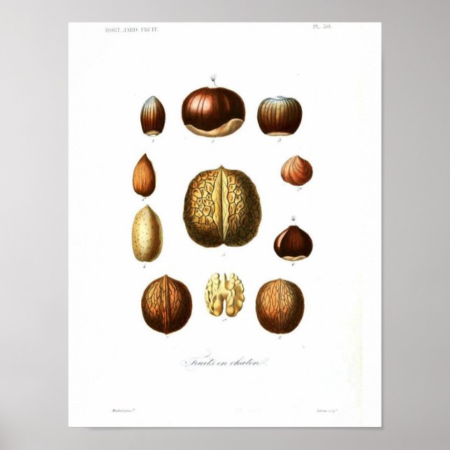 Vintage Botanical Poster - Nuts (Front)