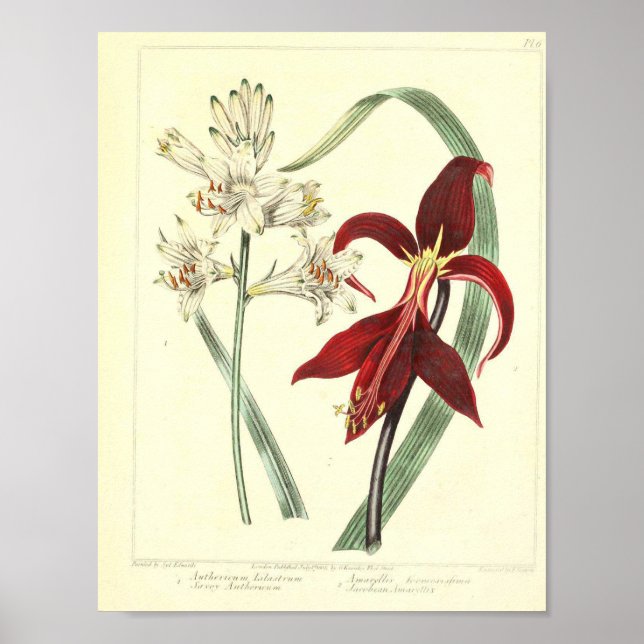 Vintage Botanical Poster - Orchid Flower (Front)