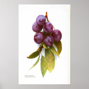 Vintage Botanical Poster - Plum