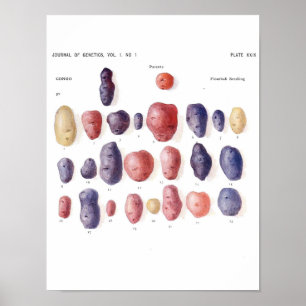 Vintage Botanical Poster - Potato Genetics