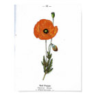 Vintage Botanical Poster - Red Poppy Flower