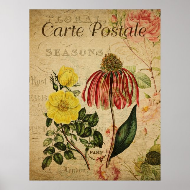 Vintage Botanical Poster - Rudbeckia (Front)