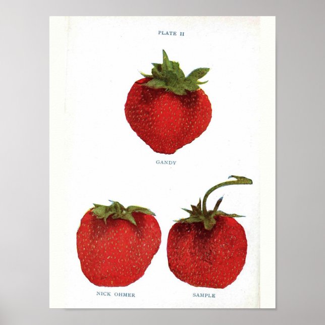 Vintage Botanical Poster - Strawberry (Front)