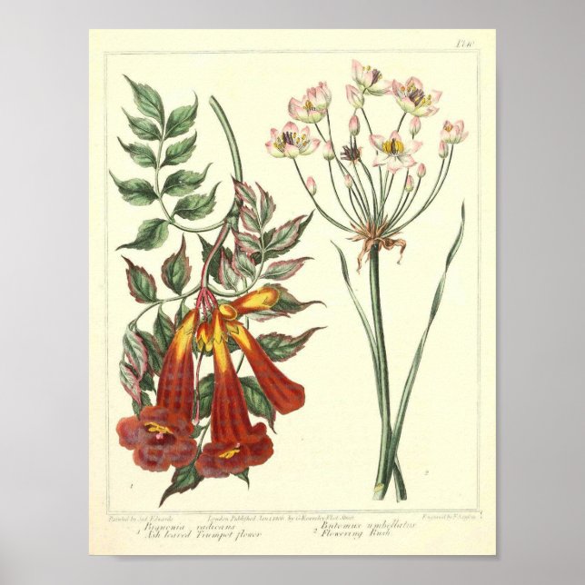 Vintage Botanical Poster - Wild Flower (Front)