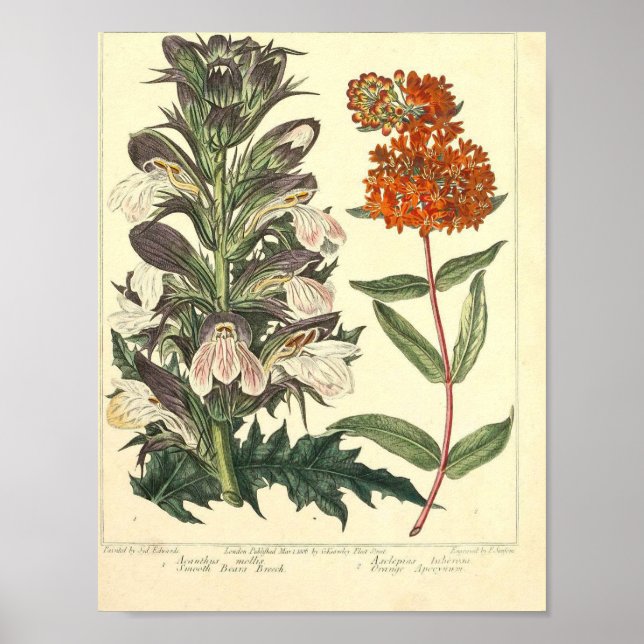Vintage Botanical Poster - Wild Flower (Front)