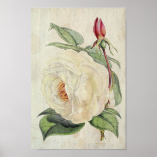 Vintage Botanical President's Rose Poster